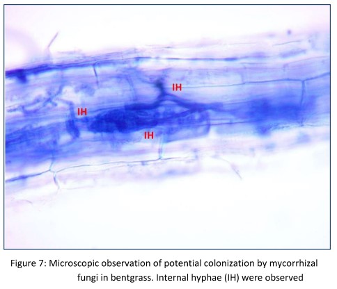 Cooperative Connection: Turf and Mycorrhizae Fungi